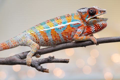 Holdbacks/Individuals: Ambilobe Offspring from "Lahiaivo-vorondolo" (AKA Son Owl) x "Volamena-vovoka" (AKA Gold Dust) - Hatched August 2025 - Male #5