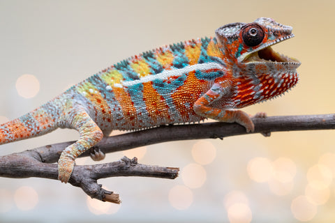 Holdbacks/Individuals: Ambilobe Offspring from "Lahiaivo-vorondolo" (AKA Son Owl) x "Volamena-vovoka" (AKA Gold Dust) - Hatched August 2025 - Male #5