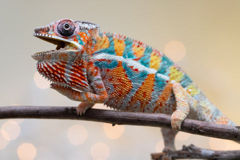 Holdbacks/Individuals: Ambilobe Offspring from "Lahiaivo-vorondolo" (AKA Son Owl) x "Volamena-vovoka" (AKA Gold Dust) - Hatched August 2025 - Male #5