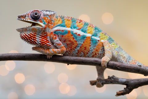 Holdbacks/Individuals: Ambilobe Offspring from "Lahiaivo-vorondolo" (AKA Son Owl) x "Volamena-vovoka" (AKA Gold Dust) - Hatched August 2025 - Male #5