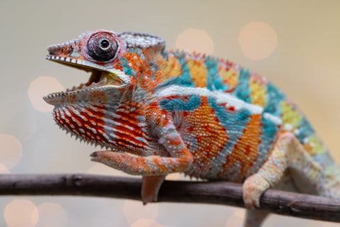 Holdbacks/Individuals: Ambilobe Offspring from "Lahiaivo-vorondolo" (AKA Son Owl) x "Volamena-vovoka" (AKA Gold Dust) - Hatched August 2025 - Male #5