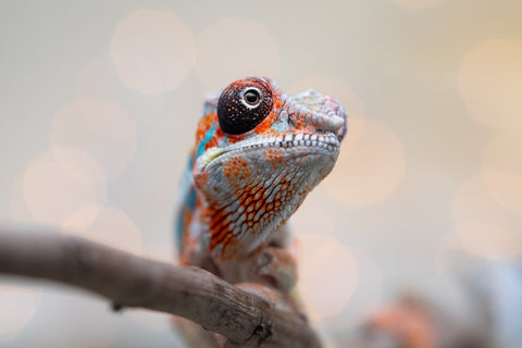 Holdbacks/Individuals: Ambilobe Offspring from "Lahiaivo-vorondolo" (AKA Son Owl) x "Volamena-vovoka" (AKA Gold Dust) - Hatched August 2025 - Male #5