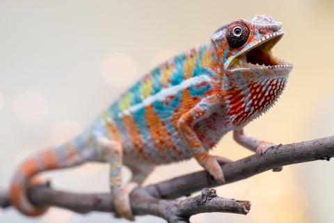 Holdbacks/Individuals: Ambilobe Offspring from "Lahiaivo-vorondolo" (AKA Son Owl) x "Volamena-vovoka" (AKA Gold Dust) - Hatched August 2025 - Male #5