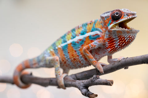 Holdbacks/Individuals: Ambilobe Offspring from "Lahiaivo-vorondolo" (AKA Son Owl) x "Volamena-vovoka" (AKA Gold Dust) - Hatched August 2025 - Male #5