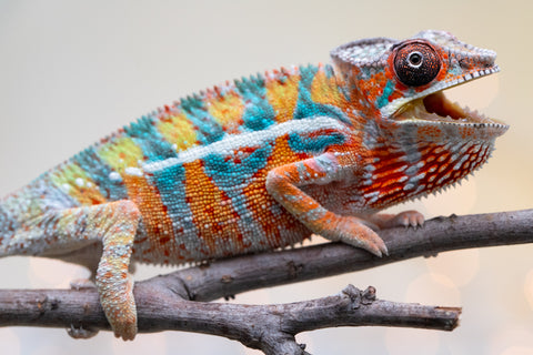 Holdbacks/Individuals: Ambilobe Offspring from "Lahiaivo-vorondolo" (AKA Son Owl) x "Volamena-vovoka" (AKA Gold Dust) - Hatched August 2025 - Male #5