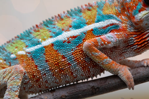 Holdbacks/Individuals: Ambilobe Offspring from "Lahiaivo-vorondolo" (AKA Son Owl) x "Volamena-vovoka" (AKA Gold Dust) - Hatched August 2025 - Male #5