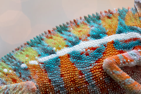 Holdbacks/Individuals: Ambilobe Offspring from "Lahiaivo-vorondolo" (AKA Son Owl) x "Volamena-vovoka" (AKA Gold Dust) - Hatched August 2025 - Male #5