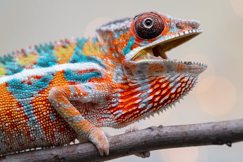 Holdbacks/Individuals: Ambilobe Offspring from "Lahiaivo-vorondolo" (AKA Son Owl) x "Volamena-vovoka" (AKA Gold Dust) - Hatched August 2025 - Male #5