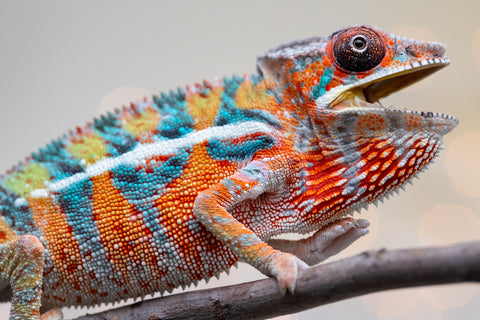 Holdbacks/Individuals: Ambilobe Offspring from "Lahiaivo-vorondolo" (AKA Son Owl) x "Volamena-vovoka" (AKA Gold Dust) - Hatched August 2025 - Male #5