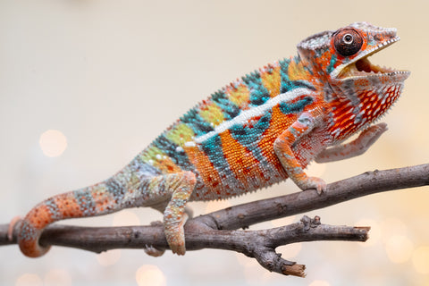 Holdbacks/Individuals: Ambilobe Offspring from "Lahiaivo-vorondolo" (AKA Son Owl) x "Volamena-vovoka" (AKA Gold Dust) - Hatched August 2025 - Male #5