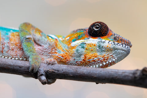 Holdbacks/Individuals: Ambilobe Offspring from "Lahiaivo-vorondolo" (AKA Son Owl) x "Volamena-vovoka" (AKA Gold Dust) - Hatched August 2025 - Male #6