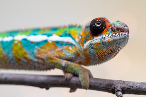 Holdbacks/Individuals: Ambilobe Offspring from "Lahiaivo-vorondolo" (AKA Son Owl) x "Volamena-vovoka" (AKA Gold Dust) - Hatched August 2025 - Male #6