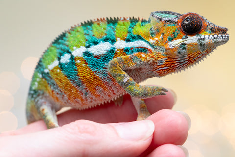 Holdbacks/Individuals: Ambilobe Offspring from "Lahiaivo-vorondolo" (AKA Son Owl) x "Volamena-vovoka" (AKA Gold Dust) - Hatched August 2025 - Male #6