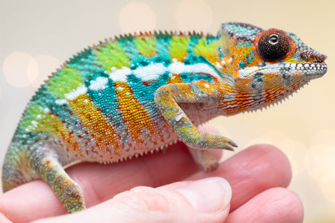 Holdbacks/Individuals: Ambilobe Offspring from "Lahiaivo-vorondolo" (AKA Son Owl) x "Volamena-vovoka" (AKA Gold Dust) - Hatched August 2025 - Male #6