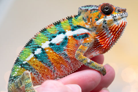 Holdbacks/Individuals: Ambilobe Offspring from "Lahiaivo-vorondolo" (AKA Son Owl) x "Volamena-vovoka" (AKA Gold Dust) - Hatched August 2025 - Male #6