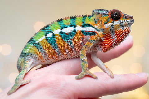 Holdbacks/Individuals: Ambilobe Offspring from "Lahiaivo-vorondolo" (AKA Son Owl) x "Volamena-vovoka" (AKA Gold Dust) - Hatched August 2025 - Male #6