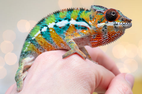 Holdbacks/Individuals: Ambilobe Offspring from "Lahiaivo-vorondolo" (AKA Son Owl) x "Volamena-vovoka" (AKA Gold Dust) - Hatched August 2025 - Male #6