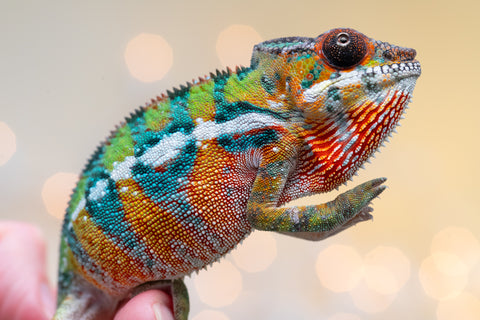 Holdbacks/Individuals: Ambilobe Offspring from "Lahiaivo-vorondolo" (AKA Son Owl) x "Volamena-vovoka" (AKA Gold Dust) - Hatched August 2025 - Male #6