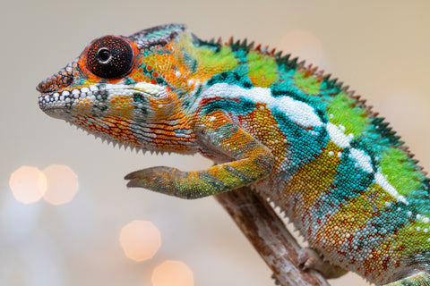 Holdbacks/Individuals: Ambilobe Offspring from "Lahiaivo-vorondolo" (AKA Son Owl) x "Volamena-vovoka" (AKA Gold Dust) - Hatched August 2025 - Male #6