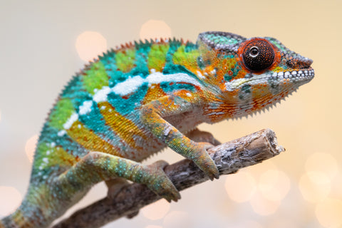 Holdbacks/Individuals: Ambilobe Offspring from "Lahiaivo-vorondolo" (AKA Son Owl) x "Volamena-vovoka" (AKA Gold Dust) - Hatched August 2025 - Male #6