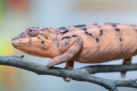 Holdbacks/Individuals: Ambilobe offspring from "Lelafo" (AKA Inferno) x "Fahavaratra" (AKA Summer) - Hatched February 2024 - Female #1