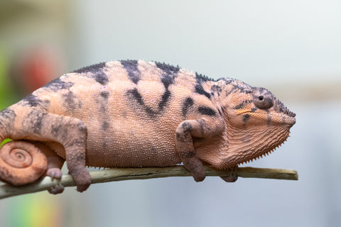 Holdbacks/Individuals: Ambilobe offspring from "Lelafo" (AKA Inferno) x "Fahavaratra" (AKA Summer) - Hatched February 2024 - Female #1