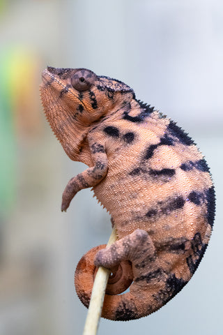 Holdbacks/Individuals: Ambilobe offspring from "Lelafo" (AKA Inferno) x "Fahavaratra" (AKA Summer) - Hatched February 2024 - Female #1