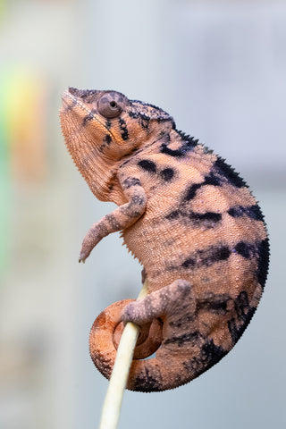 Holdbacks/Individuals: Ambilobe offspring from "Lelafo" (AKA Inferno) x "Fahavaratra" (AKA Summer) - Hatched February 2024 - Female #1