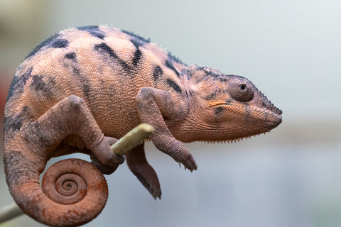 Holdbacks/Individuals: Ambilobe offspring from "Lelafo" (AKA Inferno) x "Fahavaratra" (AKA Summer) - Hatched February 2024 - Female #1