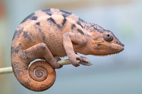 Holdbacks/Individuals: Ambilobe offspring from "Lelafo" (AKA Inferno) x "Fahavaratra" (AKA Summer) - Hatched February 2024 - Female #1