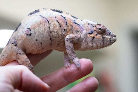 Holdbacks/Individuals: Ambilobe offspring from "Lelafo" (AKA Inferno) x "Fahavaratra" (AKA Summer) - Hatched February 2024 - Female #2