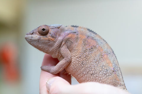 Holdbacks/Individuals: Ambilobe offspring from "Lelafo" (AKA Inferno) x "Fahavaratra" (AKA Summer) - Hatched February 2024 - Female #2