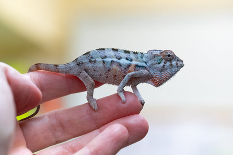 Holdbacks/Individuals: Ambilobe offspring from "Lelafo" (AKA Inferno) x "Fahavaratra" (AKA Summer) - Hatched August 2024 - Male #1