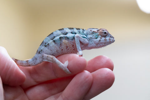 Holdbacks/Individuals: Ambilobe offspring from "Lelafo" (AKA Inferno) x "Fahavaratra" (AKA Summer) - Hatched August 2024 - Male #1