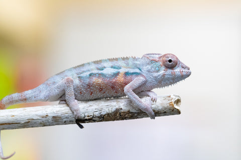 Holdbacks/Individuals: Ambilobe offspring from "Lelafo" (AKA Inferno) x "Fahavaratra" (AKA Summer) - Hatched August 2024 - Male #1