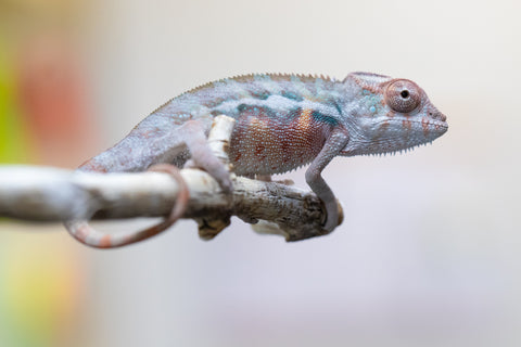 Holdbacks/Individuals: Ambilobe offspring from "Lelafo" (AKA Inferno) x "Fahavaratra" (AKA Summer) - Hatched August 2024 - Male #1