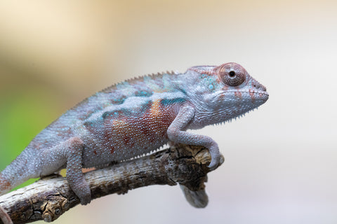 Holdbacks/Individuals: Ambilobe offspring from "Lelafo" (AKA Inferno) x "Fahavaratra" (AKA Summer) - Hatched August 2024 - Male #1