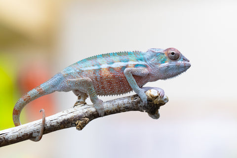 Holdbacks/Individuals: Ambilobe offspring from "Lelafo" (AKA Inferno) x "Fahavaratra" (AKA Summer) - Hatched August 2024 - Male #2