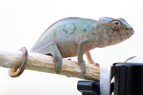 Holdbacks/Individuals: Ambilobe offspring from "Lelafo" (AKA Inferno) x "Fahavaratra" (AKA Summer) - Hatched Nov 2024 - Female #1