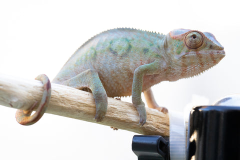 Holdbacks/Individuals: Ambilobe offspring from "Lelafo" (AKA Inferno) x "Fahavaratra" (AKA Summer) - Hatched Nov 2024 - Female #1