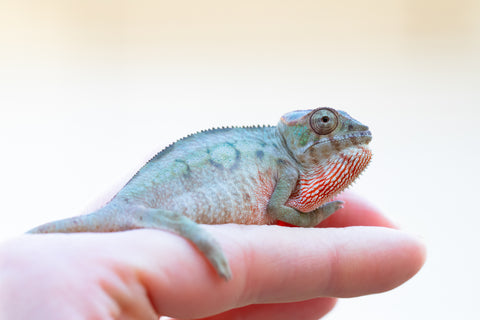 Holdbacks/Individuals: Ambilobe offspring from "Lelafo" (AKA Inferno) x "Fahavaratra" (AKA Summer) - Hatched Nov 2024 - Female #1