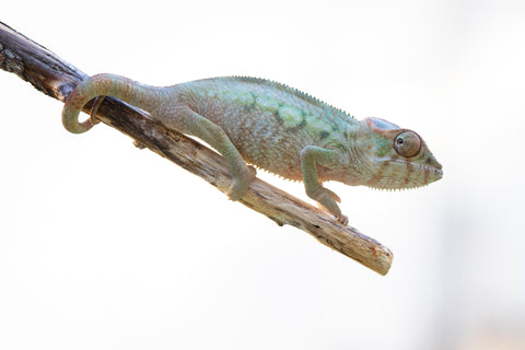 Holdbacks/Individuals: Ambilobe offspring from "Lelafo" (AKA Inferno) x "Fahavaratra" (AKA Summer) - Hatched Nov 2024 - Female #1