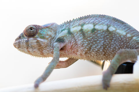 Holdbacks/Individuals: Ambilobe offspring from "Lelafo" (AKA Inferno) x "Fahavaratra" (AKA Summer) - Hatched Nov 2024 - Female #2