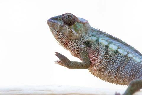 Holdbacks/Individuals: Ambilobe offspring from "Lelafo" (AKA Inferno) x "Fahavaratra" (AKA Summer) - Hatched Nov 2024 - Female #2