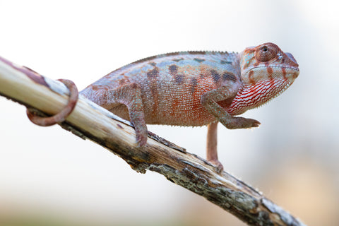 Holdbacks/Individuals: Ambilobe offspring from "Lelafo" (AKA Inferno) x "Fahavaratra" (AKA Summer) - Hatched Nov 2024 - Female #3