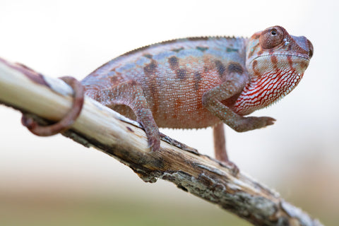 Holdbacks/Individuals: Ambilobe offspring from "Lelafo" (AKA Inferno) x "Fahavaratra" (AKA Summer) - Hatched Nov 2024 - Female #3