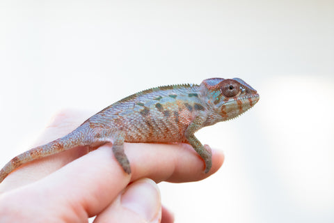 Holdbacks/Individuals: Ambilobe offspring from "Lelafo" (AKA Inferno) x "Fahavaratra" (AKA Summer) - Hatched Nov 2024 - Female #3