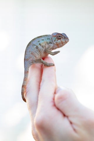 Holdbacks/Individuals: Ambilobe offspring from "Lelafo" (AKA Inferno) x "Fahavaratra" (AKA Summer) - Hatched Nov 2024 - Female #3