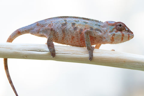 Holdbacks/Individuals: Ambilobe offspring from "Lelafo" (AKA Inferno) x "Fahavaratra" (AKA Summer) - Hatched Nov 2024 - Female #3