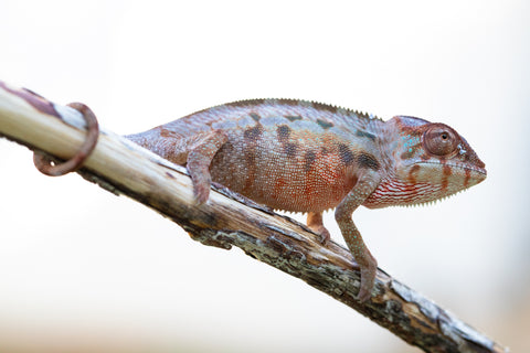 Holdbacks/Individuals: Ambilobe offspring from "Lelafo" (AKA Inferno) x "Fahavaratra" (AKA Summer) - Hatched Nov 2024 - Female #3